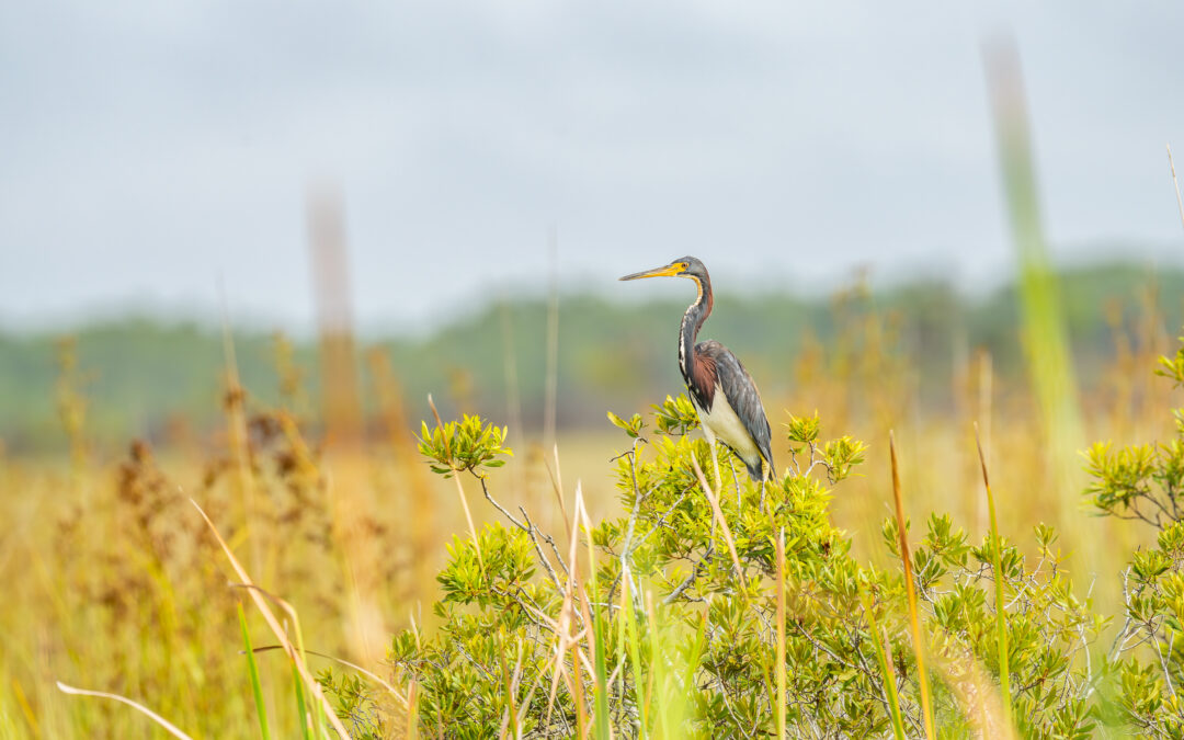 Highlighting the Naples Area Natural Beauty with Stock Photography